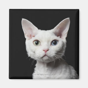 Imán Gato blanco de ojos raros