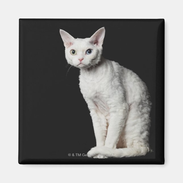 Imán Gato blanco de ojos raros 3 (Frente)