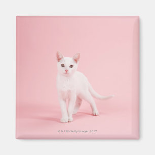 Imán Gato blanco joven
