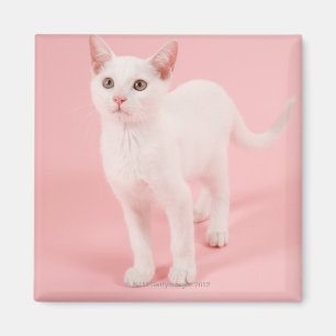 Imán Gato blanco joven 2