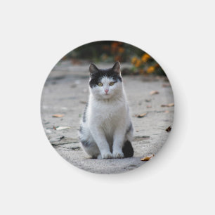 Imán Gato, blanco, Mascota