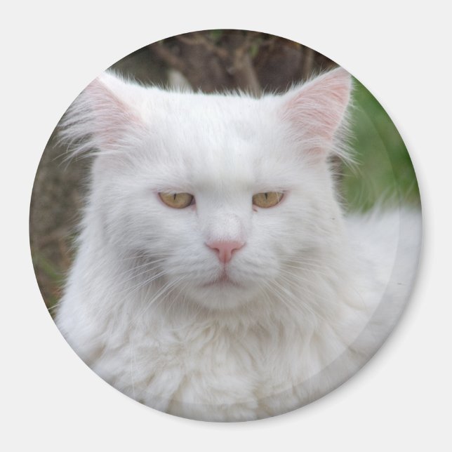 Imán Gato blanco serio (Frente)