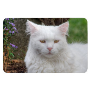 Imán Gato blanco serio