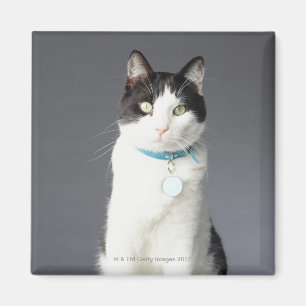 Imán Gato blanco y negro