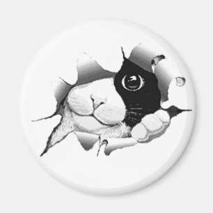 Imán Gato blanco y negro curioso del gatito