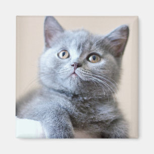 Imán Gato británico gris de Shorthair