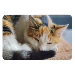 Imán Gato calico sonriendo