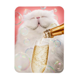 Imán Gato con champán