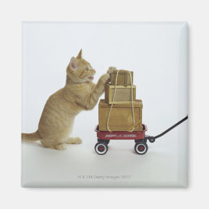 Imán Gato con el carro y las cajas