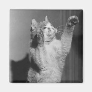 Imán Gato con las patas aumentadas (B&W)