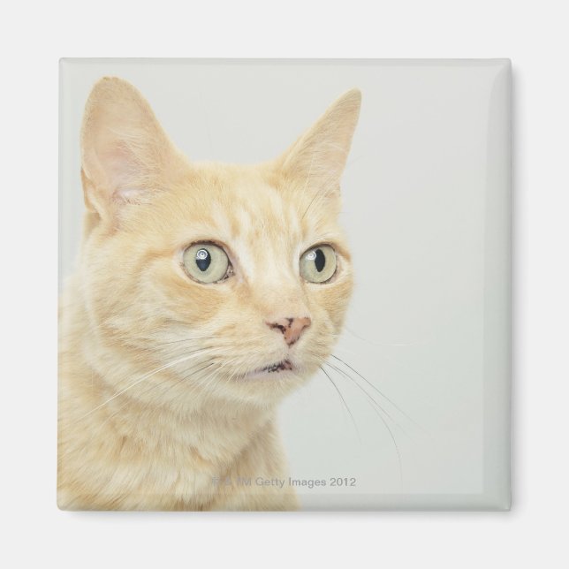 Imán Gato con los ojos abiertos (Frente)