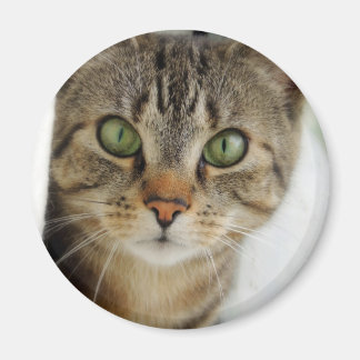 Imán gato curioso