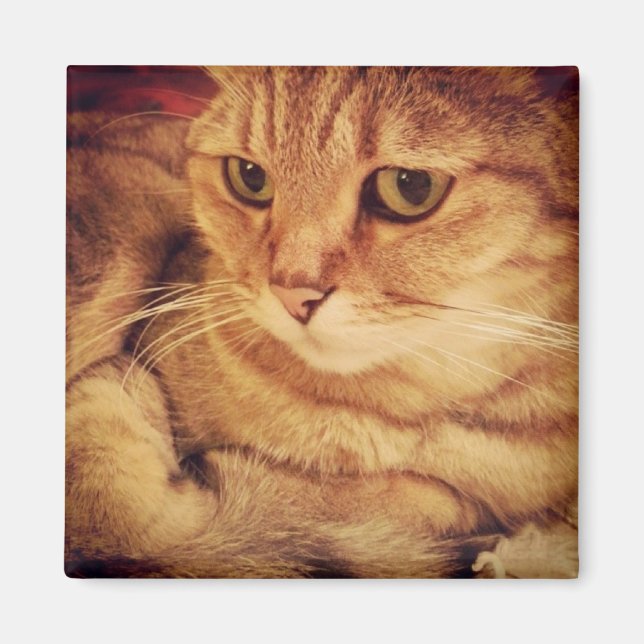 Imán Gato cutáneo (Frente)