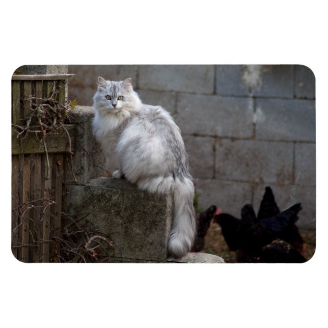Imán Gato de angora gris-blanco (Horizontal)