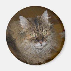 Imán Gato de Angora marrón