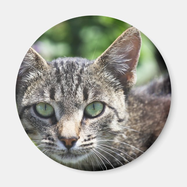 Imán Gato de banda gris con ojos verdes (Frente)