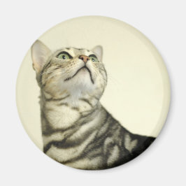 Imán Gato de Bengala de Mármol