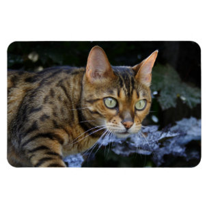 Imán Gato de Bengala que se cuela