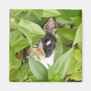 Imán Gato de Calico en las Zinnias