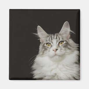 Imán Gato de Coon adulto de Maine