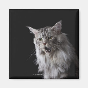 Imán Gato de Coon de Maine 2