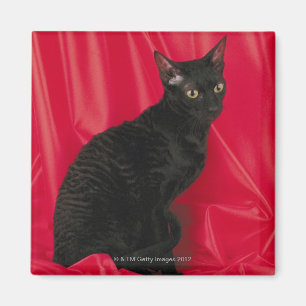 Imán Gato de Cornualles del rex