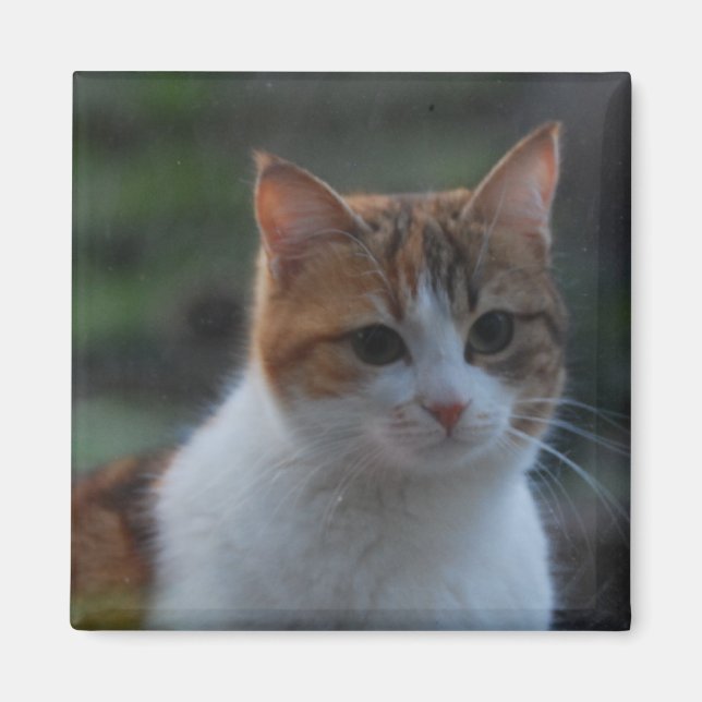 Imán Gato de corte (Frente)