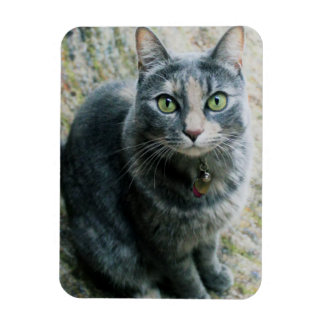 Imán Gato de corte