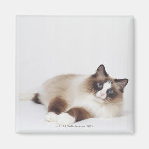 Imán Gato de descanso