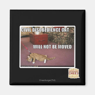 Imán Gato de desobediencia civil
