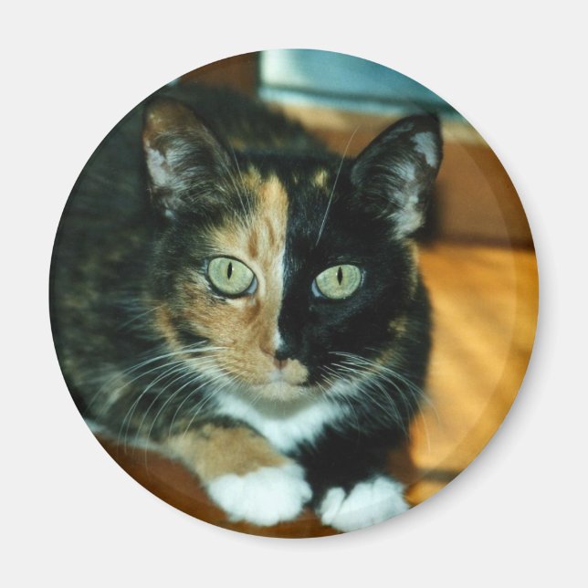 Imán Gato de dos caras (Frente)