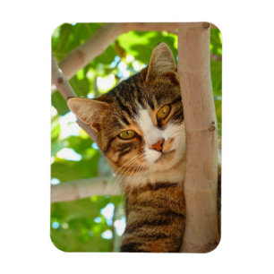 Imán Gato de escalador
