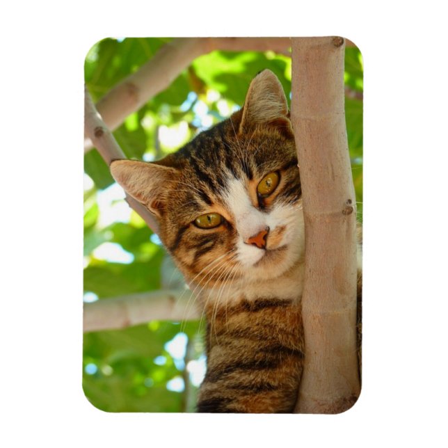 Imán Gato de escalador (Vertical)