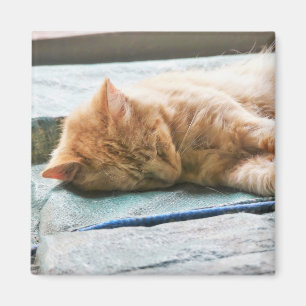 Imán Gato de jengibre durmiente