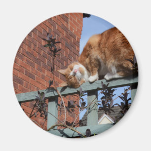 Imán Gato de jengibre juguetón