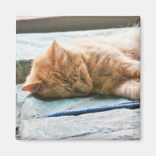 Imán Gato de jengibre longevo dormido (Frente)