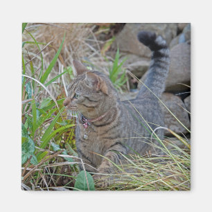 Imán Gato de la caza