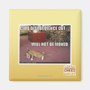 Imán Gato de la desobediencia civil