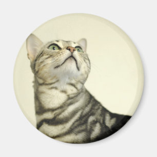 Imán Gato de mármol de Bengala