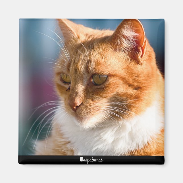 Imán Gato de Maspalomas (Frente)