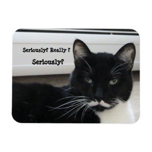 Imán Gato de Mustache Tuxedo (¿En serio?)