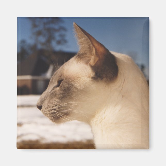 Imán Gato de nieve - Perfil de punto azul siamés (Frente)