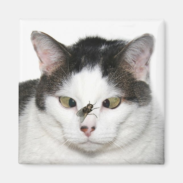 Imán Gato de ojos cruzados y mosca (Frente)