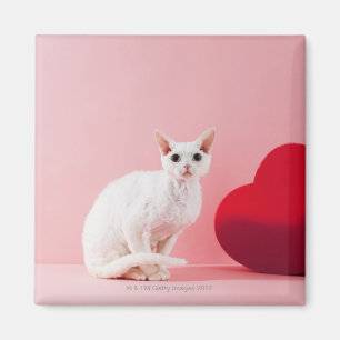 Imán Gato de ojos extraños