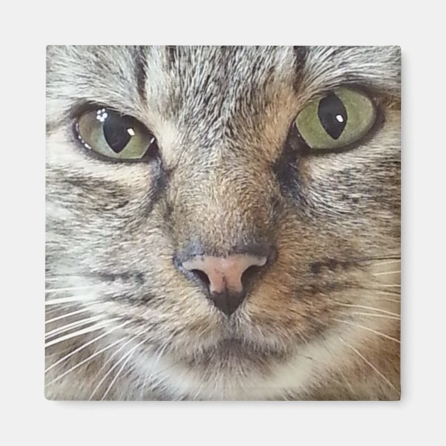 Imán Gato de pelo largo marrón (Frente)