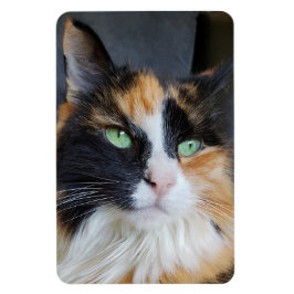 Imán Gato de pelo largo y espléndido de Calico con ojos
