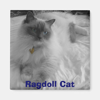 Imán Gato de Ragdoll