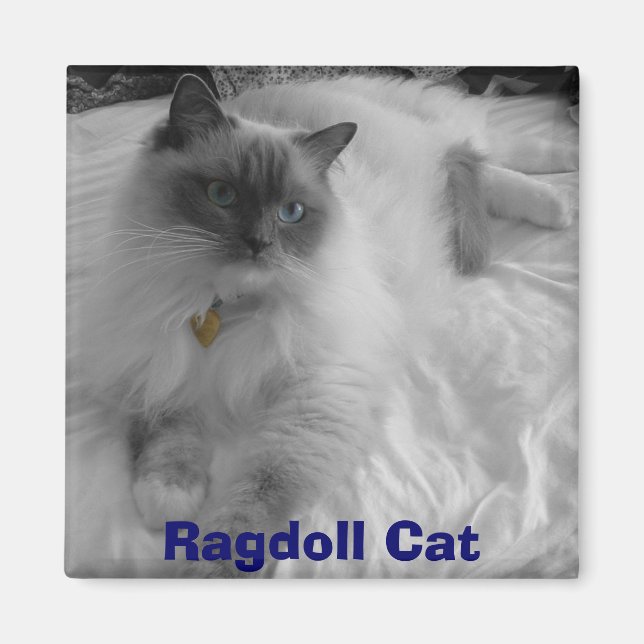 Imán Gato de Ragdoll (Frente)