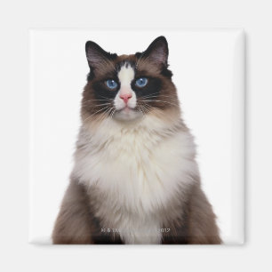 Imán Gato de Ragdoll