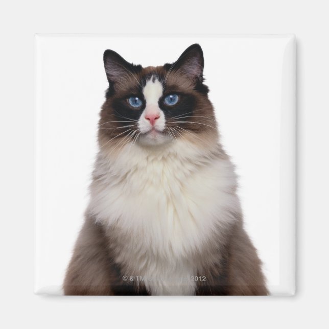 Imán Gato de Ragdoll (Frente)